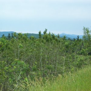 DCP_0278.JPG