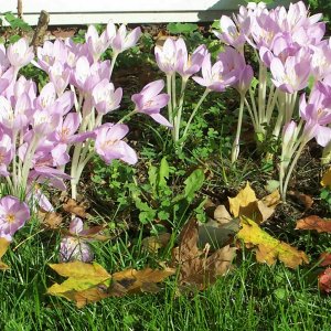 Fall flowers 2.jpg
