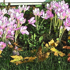 Fall flowers 3.jpg
