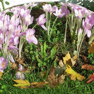 Fall flowers 4.jpg
