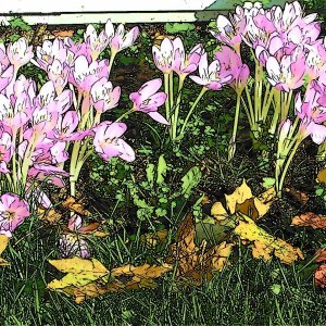 Fall flowers 5.JPG