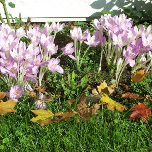 Fall flowers.jpg