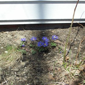 windflowers0001.jpg