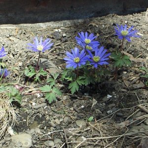 wind flowers.jpg