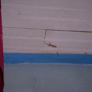 DSCN0087.JPG