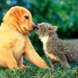 catkisspup[1].jpeg
