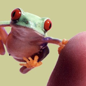 frog3[1].jpg
